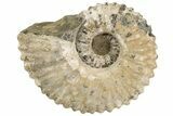 Bumpy Ammonite (Douvilleiceras) Fossil - Madagascar #200347-1